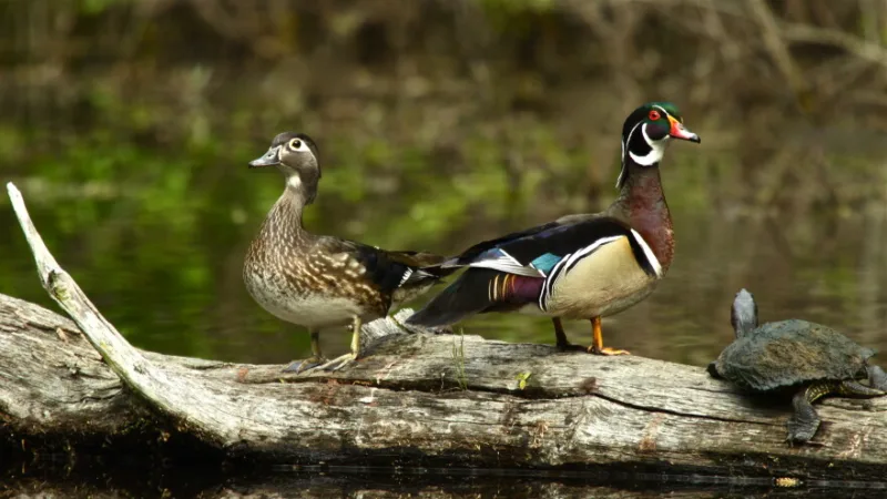 AuSable Valley Audubon autumn bird series continues